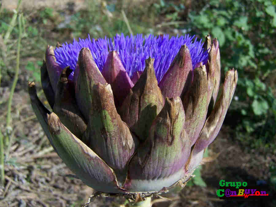 Propiedades de los Quesos de Cabra con Cuajo de la Flor del Cardo